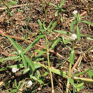 Alligator Weed