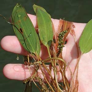 American Pondweed