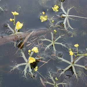 Bladderwort