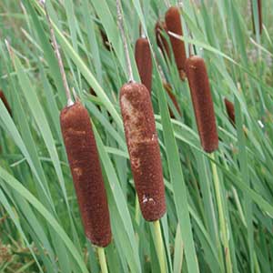 Cattails