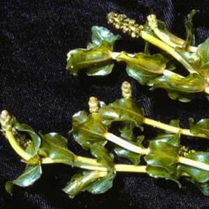 Clasping Leaf Pondweed