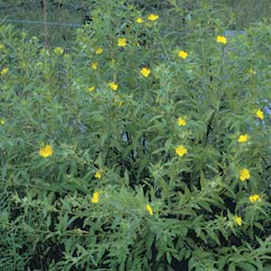 Creeping Water Primrose