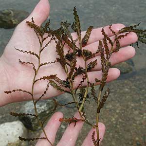 Curly Leaf Pondweed