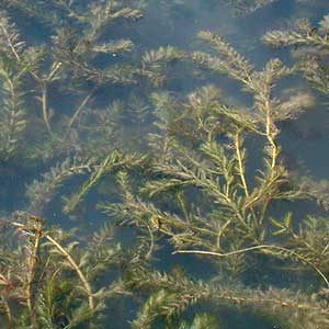 Eurasian Watermilfoil