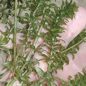 Hydrilla/Elodea