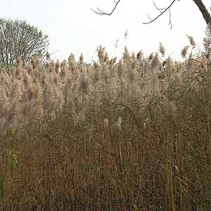 Phragmites