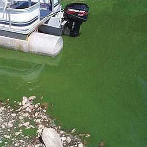Planktonic Algae