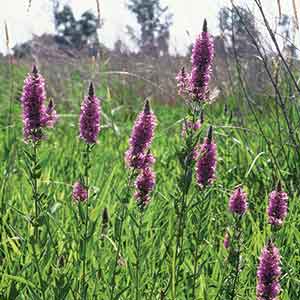 Purple Loosestrife