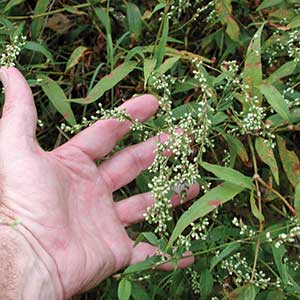 Smartweed