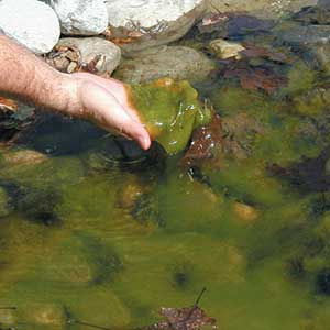 String Algae