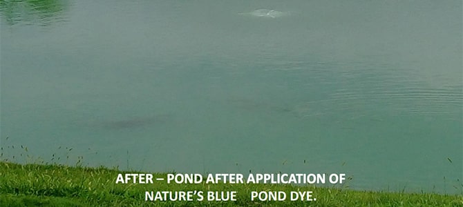 After – Pond after application of Nature’s Blue Pond Dye